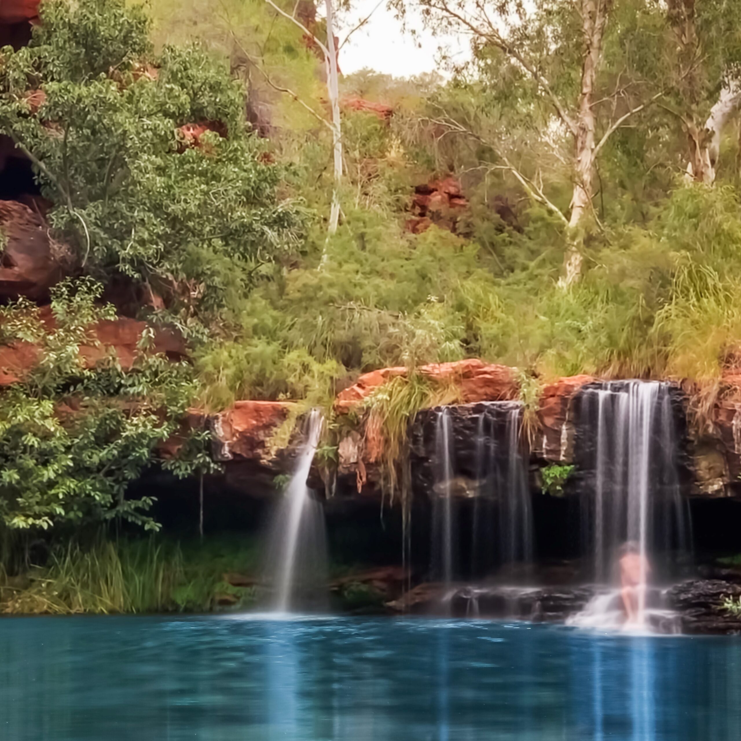Pilbara Dama