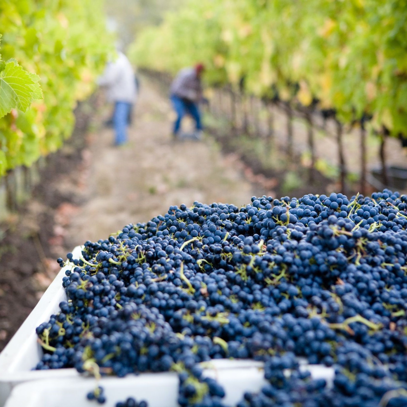 Seasonal Workers